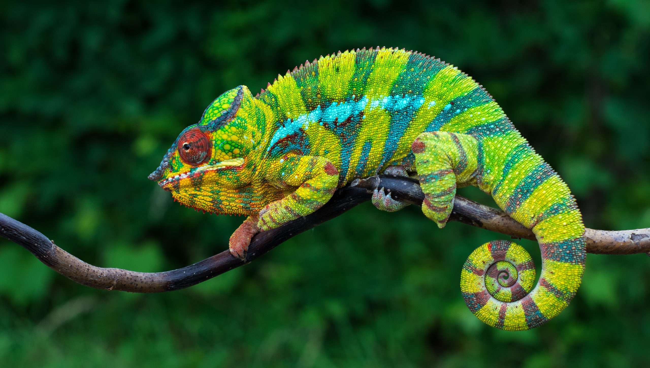 The Chameleon