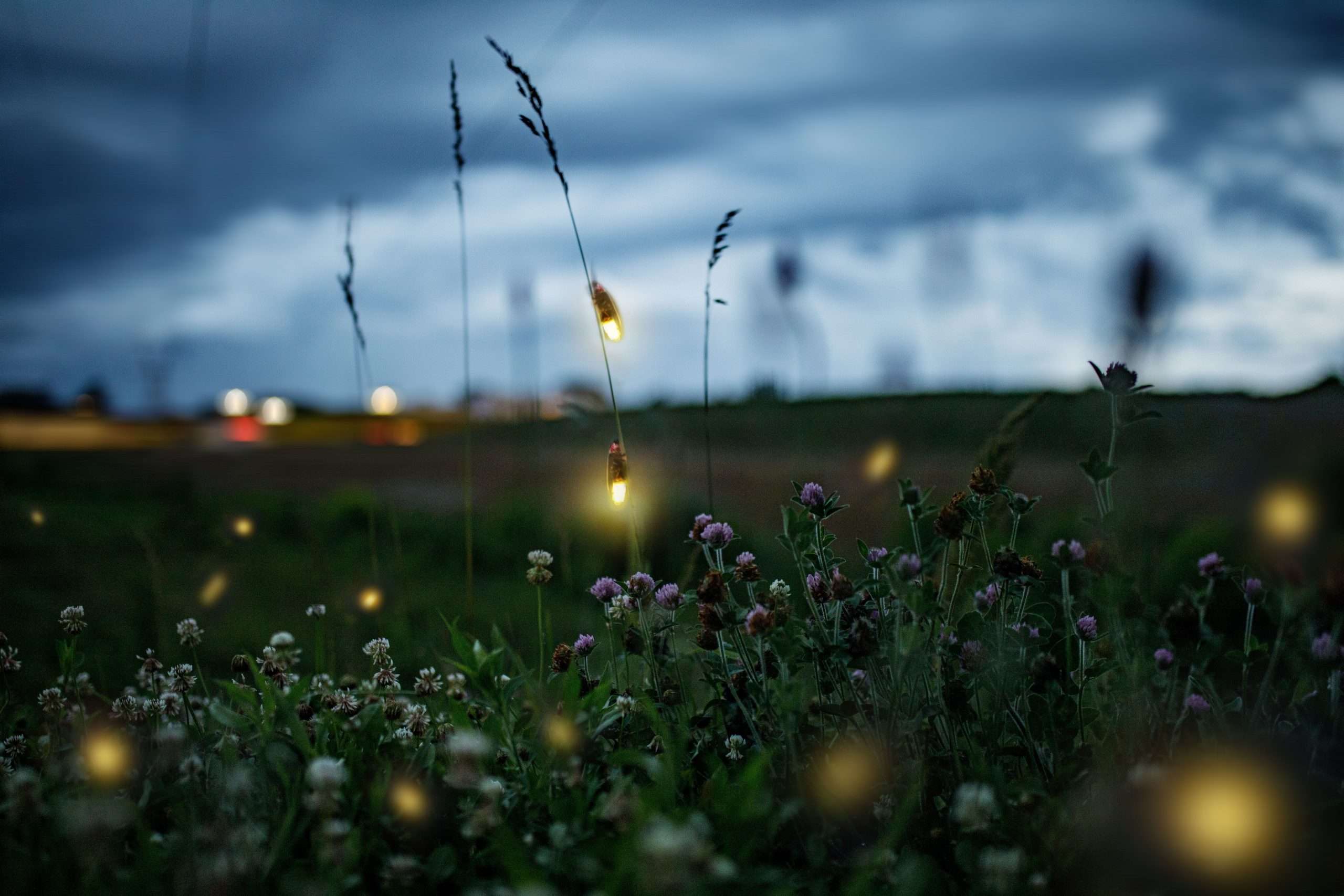 The Firefly