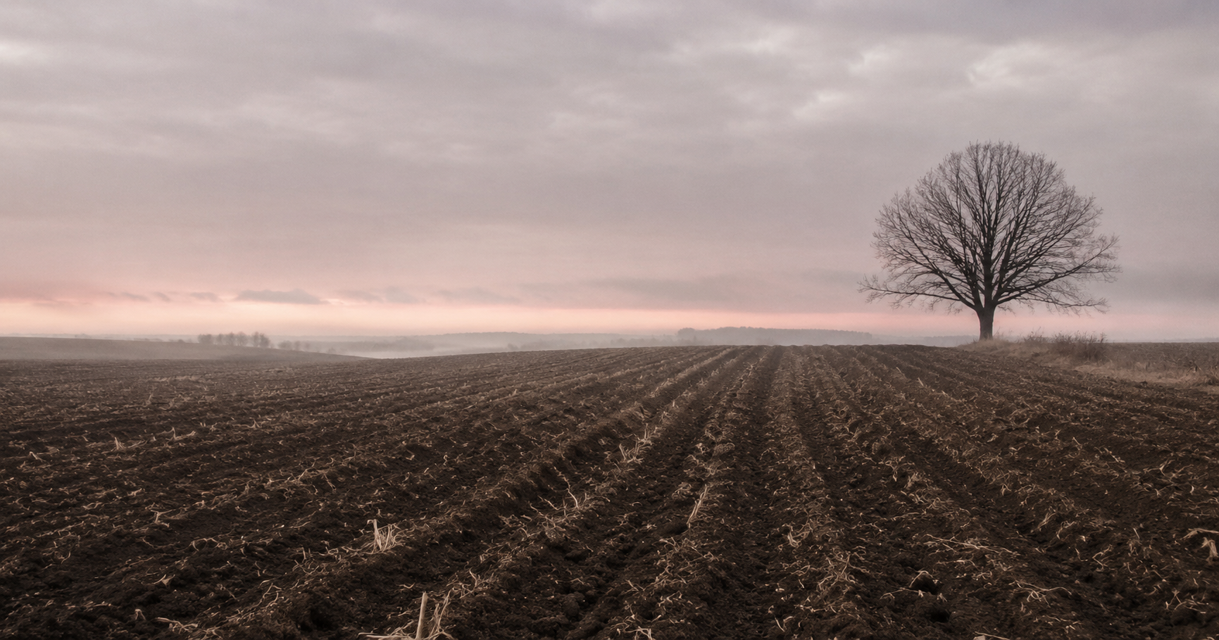 Bare farm field at first light, parallel furrows leading to a single bare hardwood tree on the horizon, soft rose-grey pre-dawn sky, mist at the horizon.