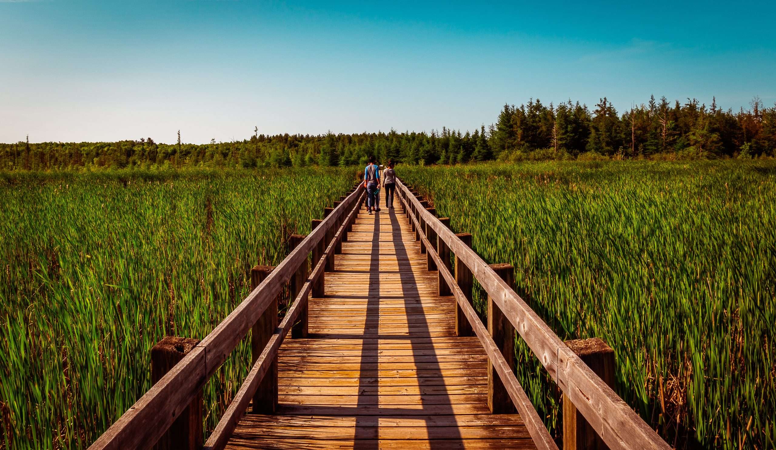 Two people walking along a long wooden boardwalk through green marshland.